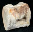 Champsosaurus Vertebrae (Cretaceous Reptile) #12696-1